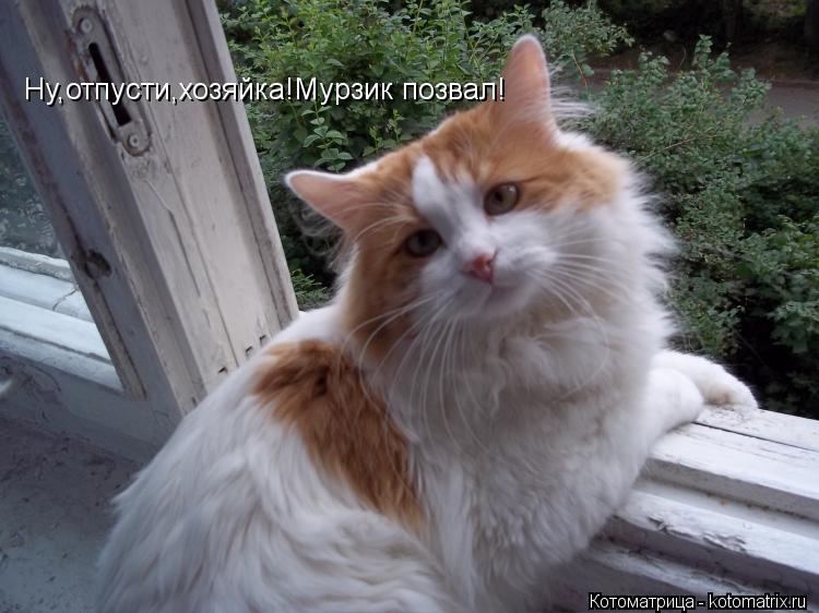 Ну,отпусти,хозяйка!Мурзик позвал!... Котоматрица: Ну,отпусти,хозяйка!Мурзик позвал!