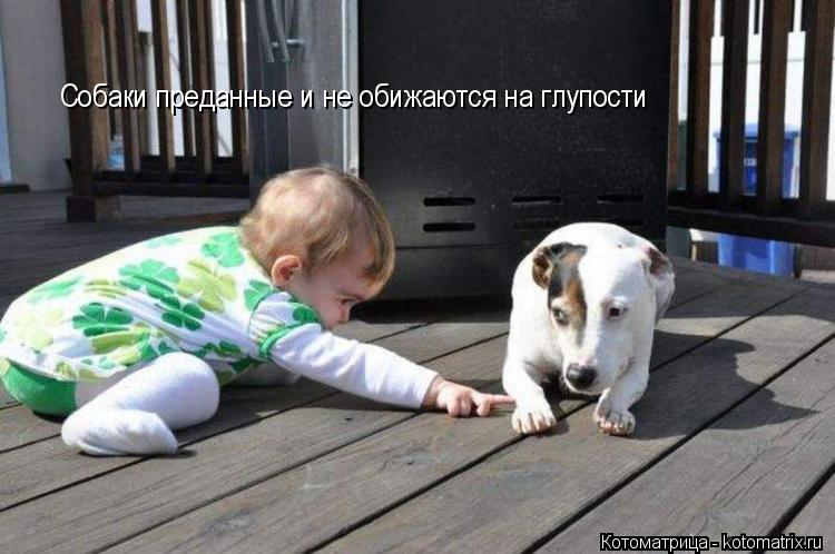 Собаки преданные и не обижаются на глупости... Котоматрица: Собаки преданные и не обижаются на глупости