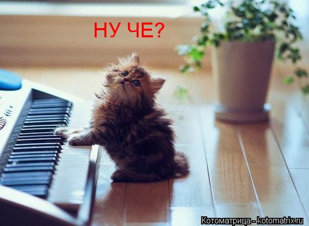 НУ ЧЕ?... Котоматрица: НУ ЧЕ?