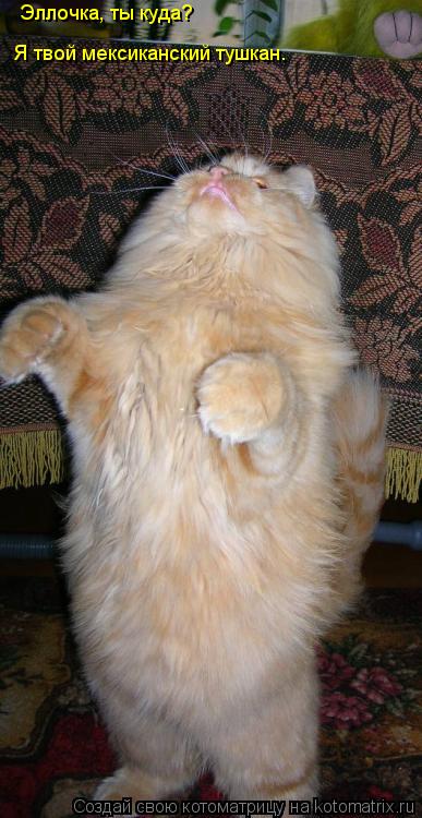 Эллочка, ты куда? Я твой мексиканский тушкан.... Котоматрица: Эллочка, ты куда? Я твой мексиканский тушкан.