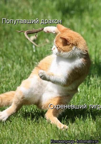 Котоматрица: Охреневший тигр Попутавший дракон