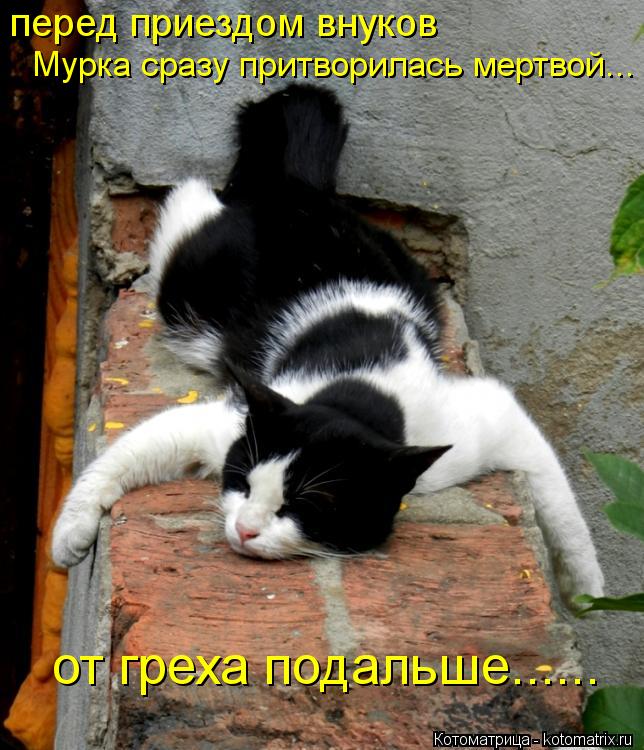 перед приездом внуков Мурка сразу притворилась мертвой... от греха подальше......... Котоматрица: перед приездом внуков Мурка сразу притворилась мертвой... от греха подальше......