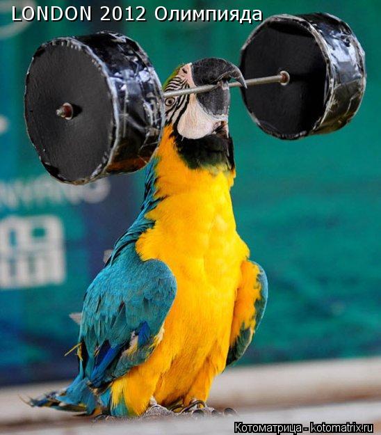 Котоматрица: LONDON 2012 Олимпияда