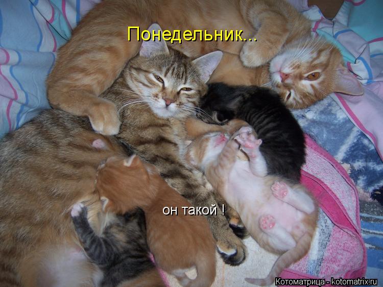 Котоматрица: Понедельник... он такой !