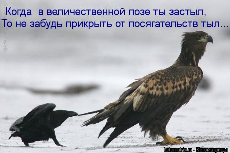 Котоматрица: Когда  в величественной позе ты застыл, То не забудь прикрыть от посягательств тыл...