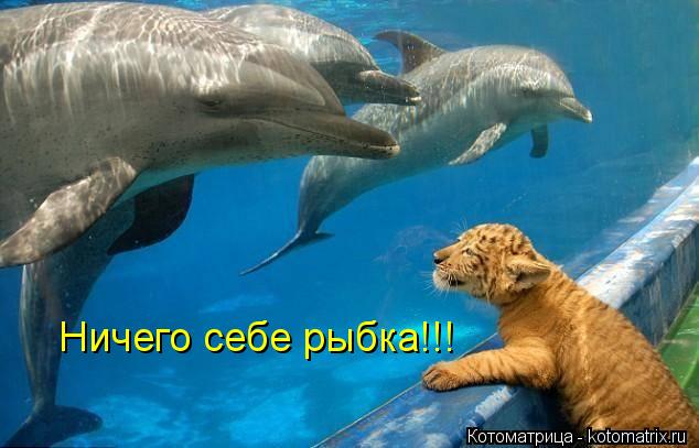 Котоматрица: Ничего себе рыбка!!!