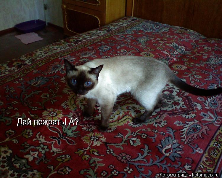 Котоматрица: Дай пожрать! А? Дай пожрать! А?