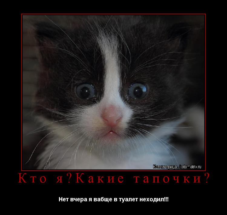 Кто я?Какие тапочки? Нет вчера я вабще в туалет неходил!!!... Котоматрица: Кто я?Какие тапочки? Нет вчера я вабще в туалет неходил!!!