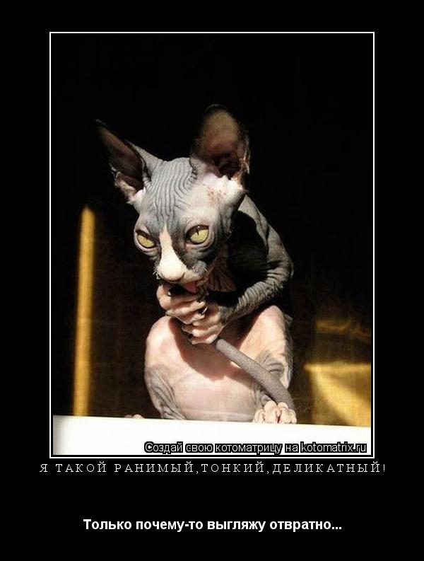 Я ТАКОЙ РАНИМЫЙ,ТОНКИЙ,ДЕЛИКАТНЫЙ! Только почему-то выгляжу отвратно...... Котоматрица: Я ТАКОЙ РАНИМЫЙ,ТОНКИЙ,ДЕЛИКАТНЫЙ! Только почему-то выгляжу отвратно...