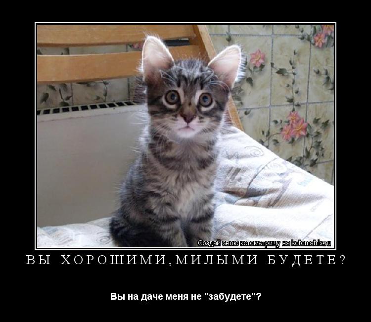 ВЫ ХОРОШИМИ,МИЛЫМИ БУДЕТЕ? Вы на даче меня не "забудете"?... Котоматрица: ВЫ ХОРОШИМИ,МИЛЫМИ БУДЕТЕ? Вы на даче меня не "забудете"?