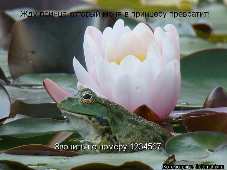 Котоматрица: Жду принца который меня в принцесу превратит! Звонить по номеру 1234567