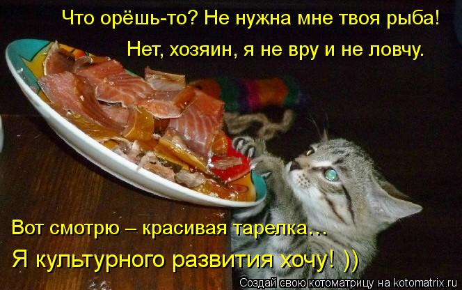 Котоматрица: Что орёшь-то? Не нужна мне твоя рыба! Нет, хозяин, я не вру и не ловчу. Вот смотрю – красивая тарелка… Я культурного развития хочу! ))