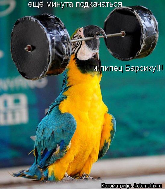 ещё минута подкачаться и пипец Барсику!!!... Котоматрица: ещё минута подкачаться и пипец Барсику!!!