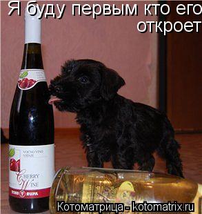 Котоматрица: Я буду первым кто его   откроет