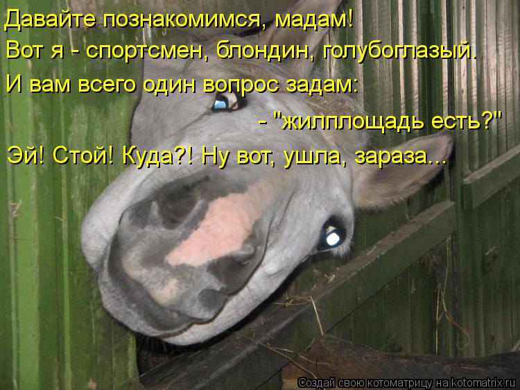 Котоматрица: Давайте познакомимся, мадам!  Вот я - спортсмен, блондин, голубоглазый. И вам всего один вопрос задам: - "жилплощадь есть?" Эй! Стой! Куда?! Ну во