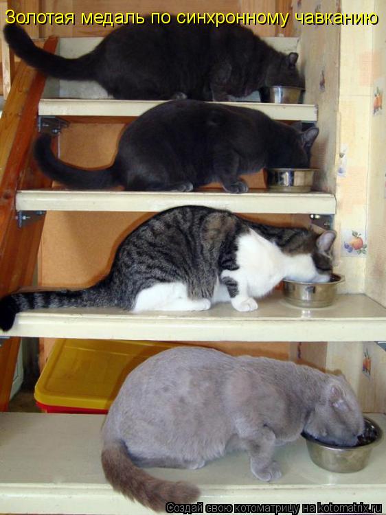 Золотая медаль по синхронному чавканию... Котоматрица: Золотая медаль по синхронному чавканию