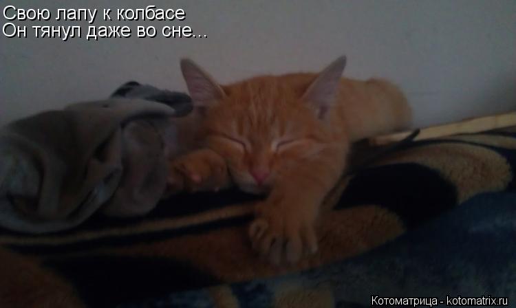 Котоматрица: Свою лапу к колбасе Он тянул даже во сне...