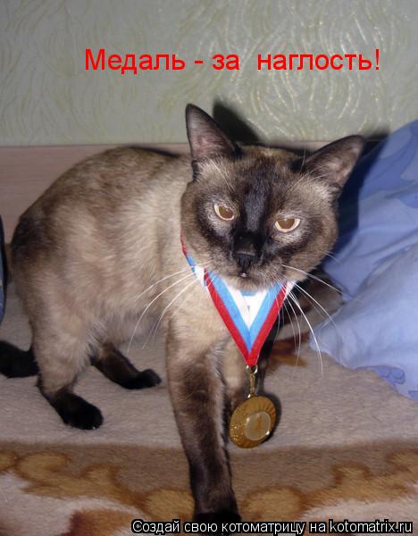 Котоматрица: Медаль - за  наглость!
