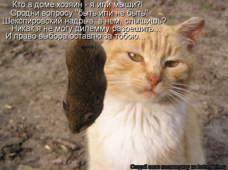 Кто в доме хозяин - я или мыши?! Сродни вопросу "быть или не быть" Шекспировский надрыв в нем, слыши... Котоматрица: Кто в доме хозяин - я или мыши?! Сродни вопросу "быть или не быть" Шекспировский надрыв в нем, слышишь? Никак я не могу дилемму разрешить... И пр