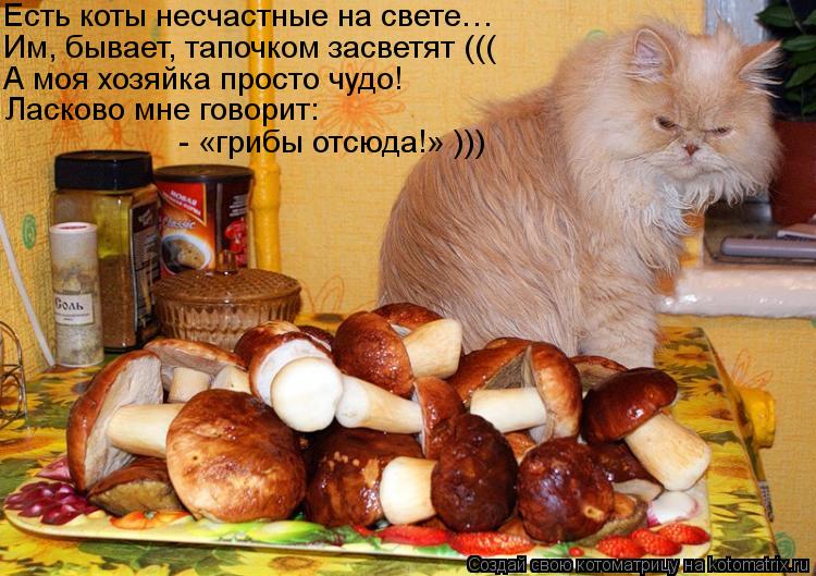 Котоматрица: Есть коты несчастные на свете… Им, бывает, тапочком засветят ((( А моя хозяйка просто чудо! Ласково мне говорит: - «грибы отсюда!» )))