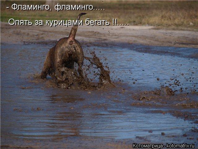Котоматрица: - Фламинго, фламинго..... Опять за курицами бегать !!.....