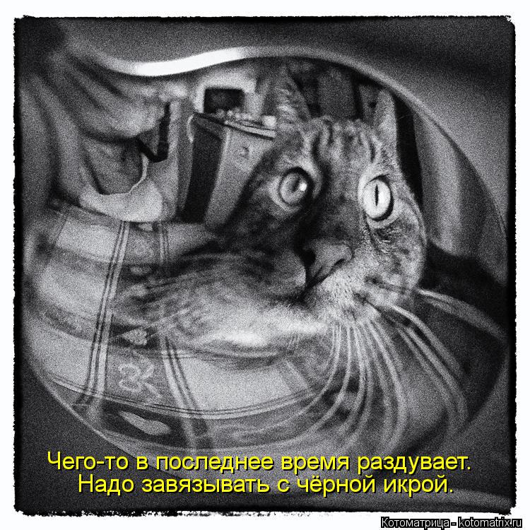 Котоматрица: Чего-то в последнее время раздувает. Надо завязывать с чёрной икрой.