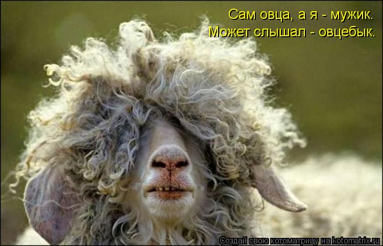 Котоматрица: Сам овца, а я - мужик. Может слышал - овцебык.