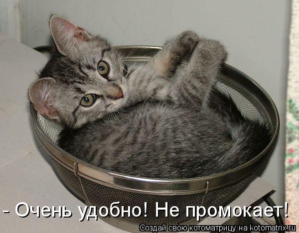 Котоматрица: - Очень удобно! Не промокает!