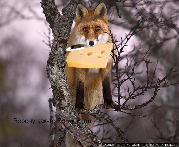 Ворону как-то Бог послал.......... Котоматрица: Ворону как-то Бог послал.......