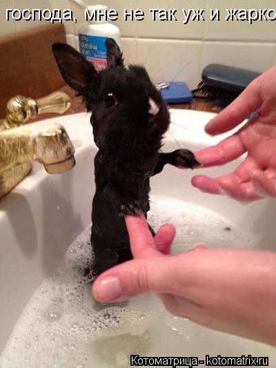 Котоматрица: господа, мне не так уж и жарко