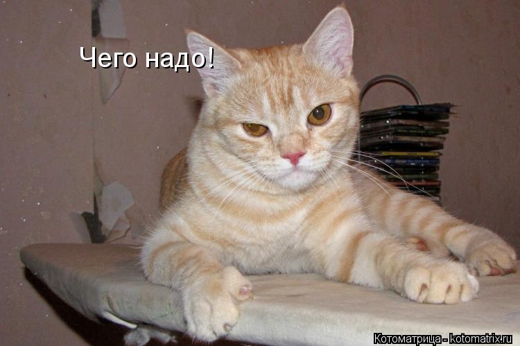 Чего надо!... Котоматрица: Чего надо!