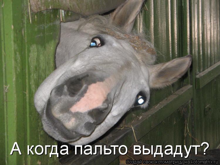 А когда пальто выдадут?... Котоматрица: А когда пальто выдадут?