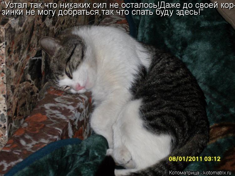 Котоматрица: "Устал так,что никаких сил не осталось!Даже до своей кор- зинки не могу добраться,так что спать буду здесь!"