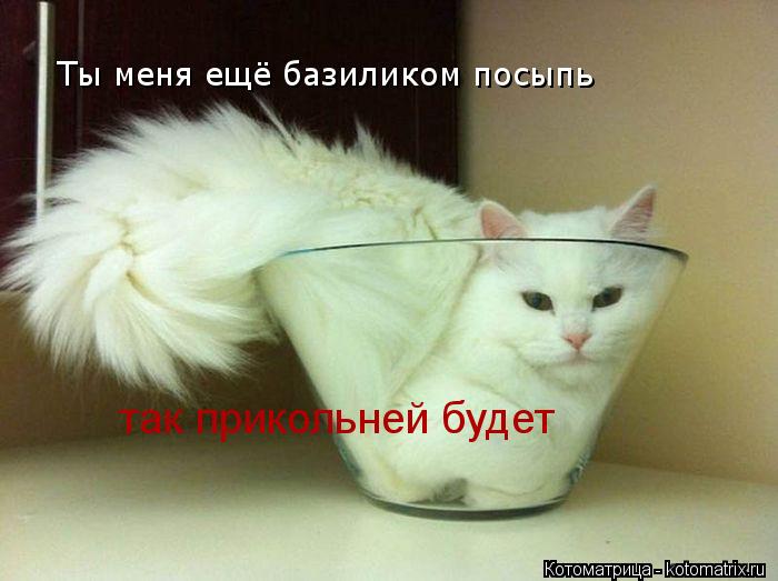 Котоматрица: Ты меня ещё базиликом посыпь так прикольней будет