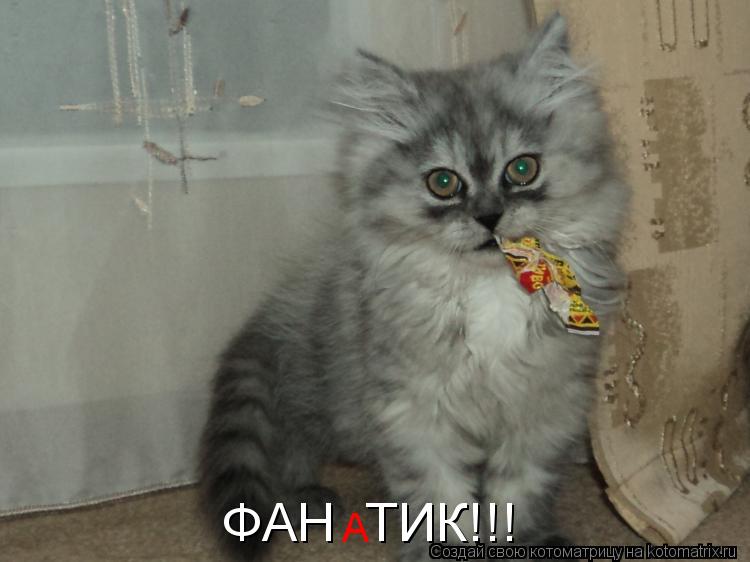 ФАН ТИК!!! А... Котоматрица: ФАН ТИК!!! А