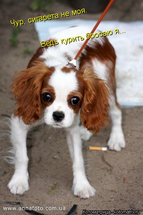 Котоматрица: Чур, сигарета не моя. Ведь курить бросаю я...