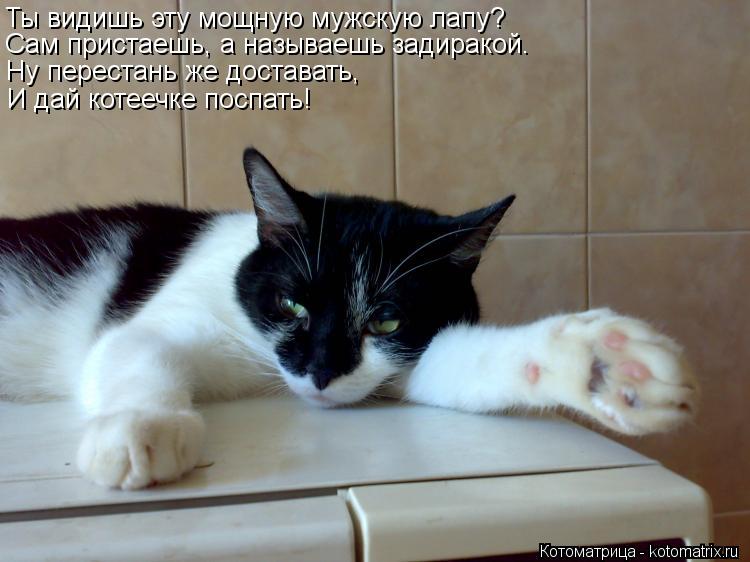 Котоматрица: Ты видишь эту мощную мужскую лапу? Сам пристаешь, а называешь задиракой. Ну перестань же доставать, И дай котеечке поспать!
