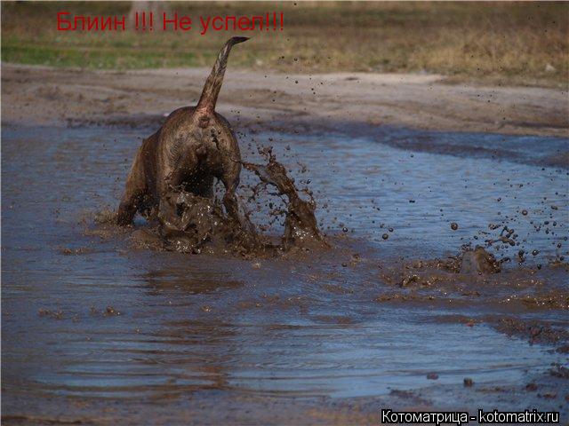 Котоматрица: Блиин !!! Не успел!!!