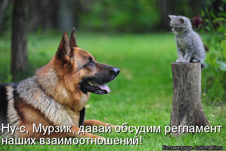 Ну-с, Мурзик, давай обсудим регламент наших взаимоотношений!... Котоматрица: Ну-с, Мурзик, давай обсудим регламент наших взаимоотношений!
