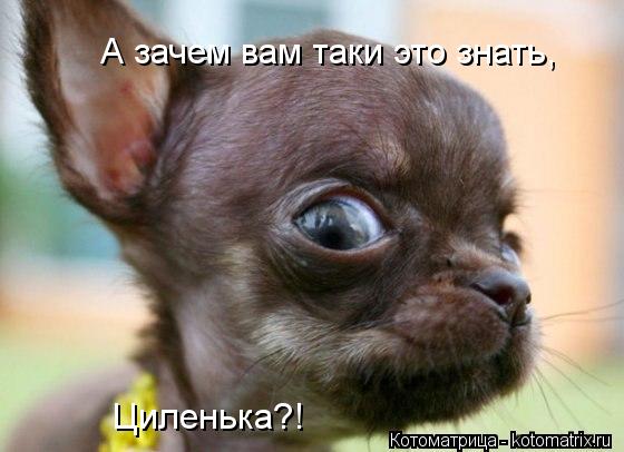 Котоматрица: А зачем вам таки это знать, Циленька?!
