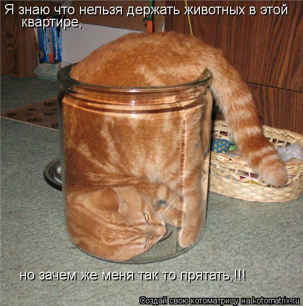 Котоматрица: Я знаю что нельзя держать животных в этой квартире, но зачем же меня так то прятать,!!!