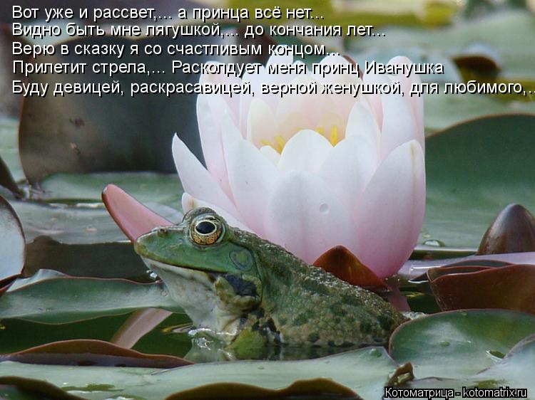 Котоматрица: Вот уже и рассвет,... а принца всё нет... Видно быть мне лягушкой,... до кончания лет... Верю в сказку я со счастливым концом... Прилетит стрела,... Р