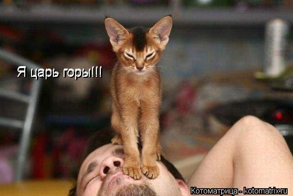Я царь горы!!! Я царь горы!!!... Котоматрица: Я царь горы!!! Я царь горы!!!