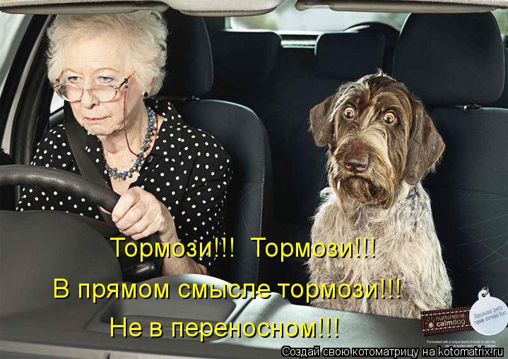 Тормози!!! Тормози!!! В прямом смысле тормози!!! Не в переносном!!!... Котоматрица: Тормози!!! Тормози!!! В прямом смысле тормози!!! Не в переносном!!!