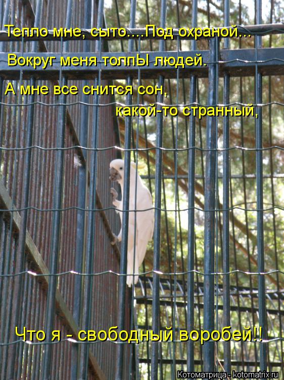 Котоматрица: Тепло мне, сыто....Под охраной... Вокруг меня толпЫ людей. А мне все снится сон, какой-то странный, Что я - свободный воробей!!