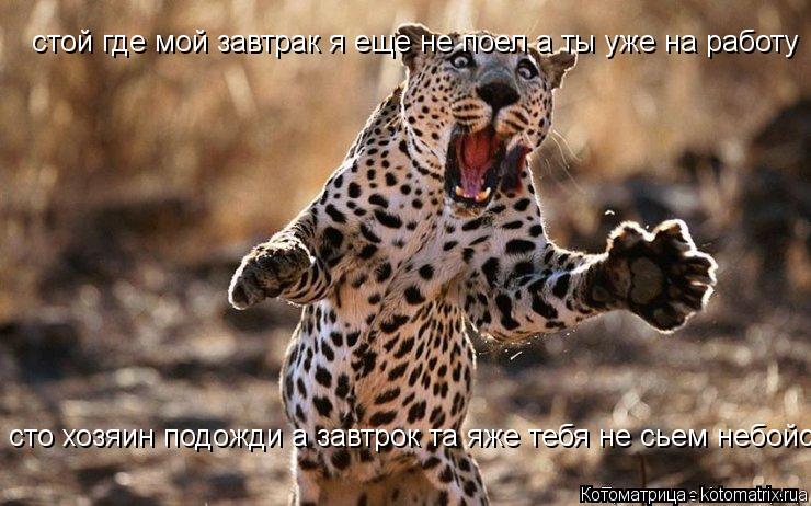 стой где мой завтрак я еще не поел а ты уже на работу сто хозяин подожди а завтрок та яже тебя не сье... Котоматрица: стой где мой завтрак я еще не поел а ты уже на работу сто хозяин подожди а завтрок та яже тебя не сьем небойся сто хозяин подожди а завтрок та