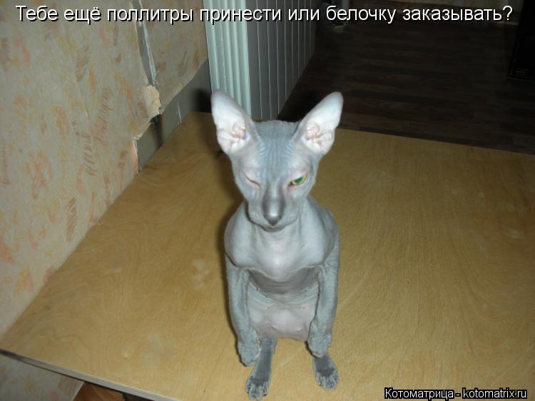 Котоматрица: Тебе ещё поллитры принести или белочку заказывать?