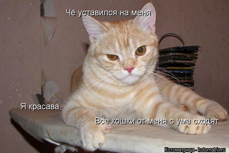 Котоматрица: Чё уставился на меня Я красава Все кошки от меня с ума сходят