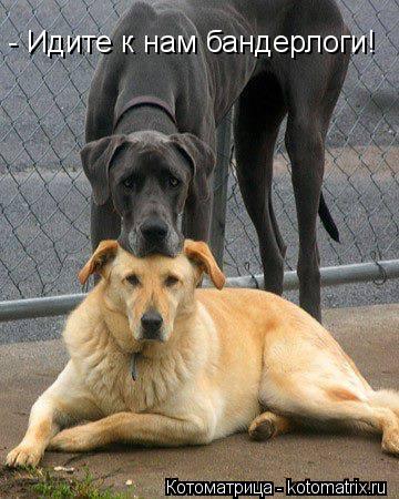 Котоматрица: - Идите к нам бандерлоги!