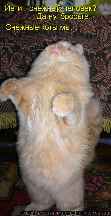 Йети - снежный человек? Да ну, бросьте... Снежные коты мы...... Котоматрица: Йети - снежный человек? Да ну, бросьте... Снежные коты мы...
